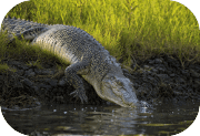 Darwin Crocs
