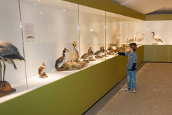 Museum In Perth